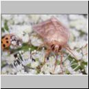 Hydraecia micacea - Markeule 01c - OS-Hellern-Wiese.jpg